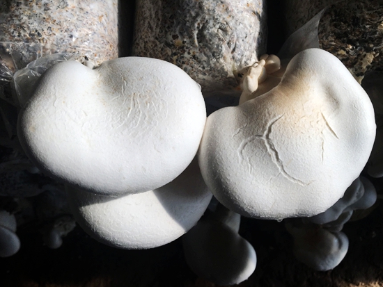 白灵菇的营养与保健价值